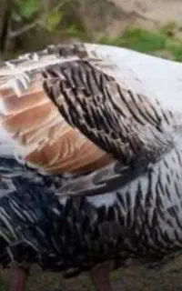 بوقلمون نر