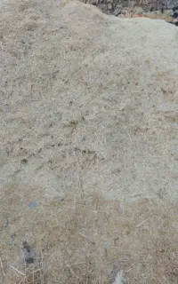 کاه گندم دیم