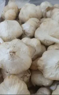 سیر درجه یک با کیفیت سیر همدان