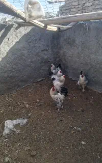 مرغ برهما لایت