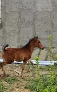 مادیان شکم طلا