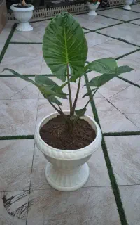 گل بابا ادم