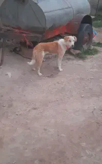 سگ نر