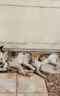 واگذاری کاملا رایگان ۴ عدد بچه گربه