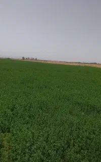 یونجه