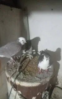 کبوتر نر ماده