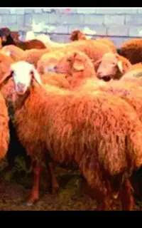 بره شیر مس  بز غاله وگوسفند ( عمارت بالا)