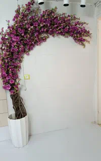 درختچه گل رز