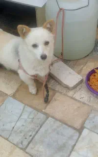 سگ پا کوتاه