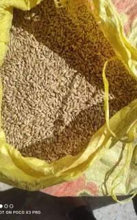 دوتن جو دولتی تو کیسه آماده