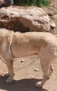 سگ سرابی