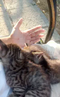گربه