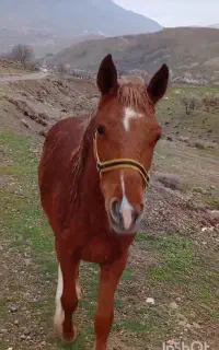 اسب