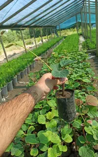 نهال کیوی هایوارد پاکتی قلمه برگ درشت