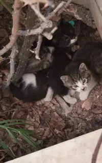 واگذاری چندتا بچه گربه