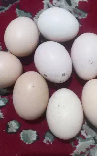 تخم مرغ ارگانیک ونطفه دار