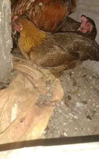 مرغ محلی جوانه