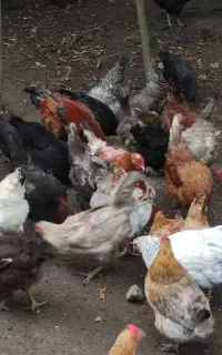تخم نطفه دار مرغ