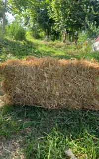 فروش سراچینا(کاه)