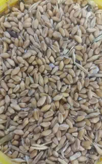 گندم وجوخریدارم