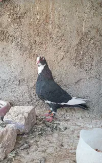 ماده پلنگ کاکل
