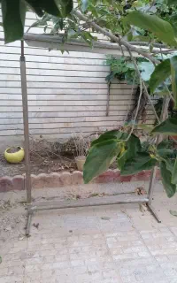 دار قالی
