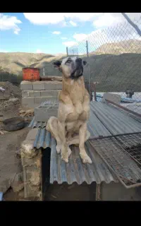 سگ سرابی