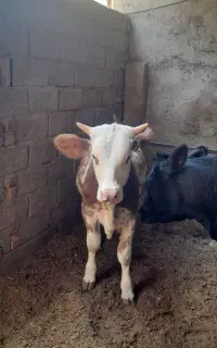 گوساله سیمینتال