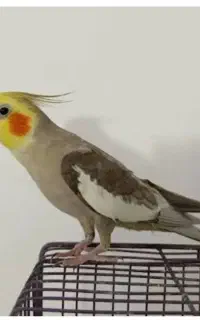 گمشده