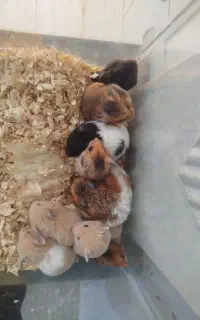 همستر زیبا توپل