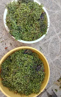 غوره آبدار و تازه
