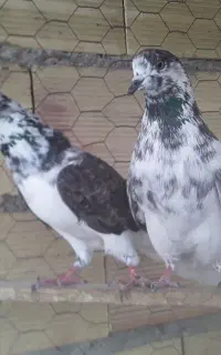 سرول و سوسگی دم سفید