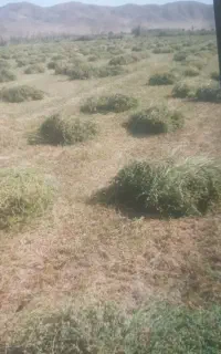علف یونجه خوراک دام