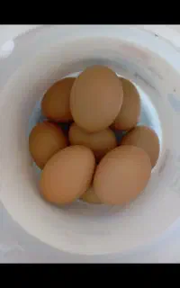 تخم مرغ لاری