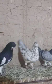 فروش سه عدد کبوتر هر ستاش نره