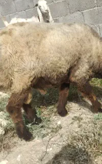 قوچ