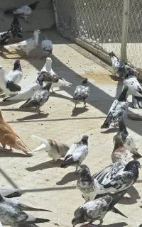 کبوتر