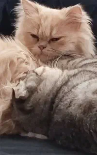 یه گربه خوشگل نژاد پرشین
