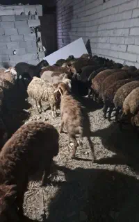 گوسفند نر ماده ۲۰ عدد