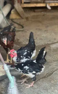 فروش نیمچه  خروس گلین