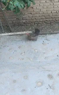 فروش جوجه مرغ محلی