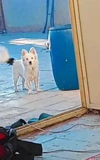 سگ پاکوتاه