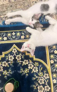 واگذاری بچه گربه رایگان