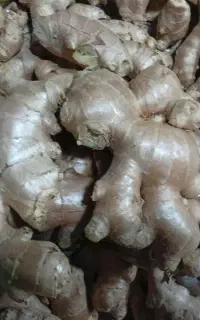 زنجبیل تازه