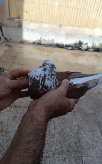 کفتر شازده قرمز ماده غریبگیری تیر با اب