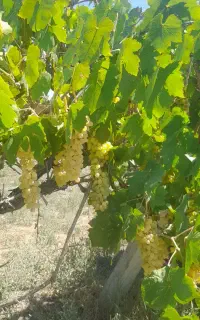 انگور برای اجاره یکجا و مصرف دوشاب و خوردن