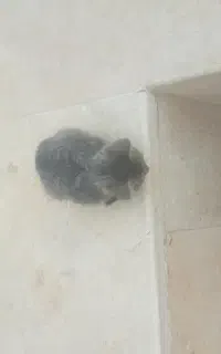 بچه گربه مهربان حمایتی و رایگان