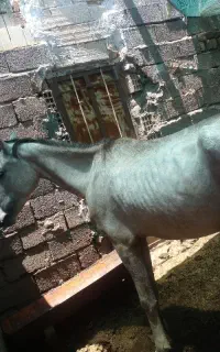 اسب نر