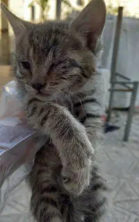 واگذاری گربه دو ماهه