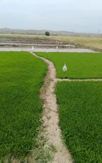 فروش تخم نشا برنج